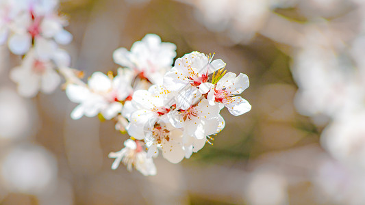 樱花花束北京玉渊潭公园樱花绽放背景