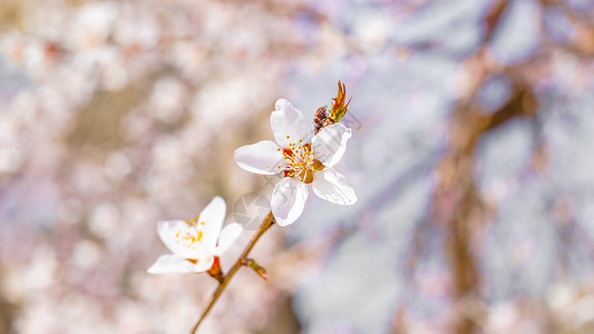 樱花花束玉渊潭樱花绽放背景