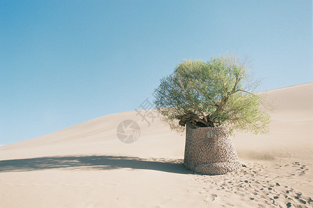 一棵古树沙漠月牙泉古树电脑壁纸背景