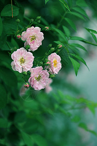 绿叶花草图片蔷薇绽放背景