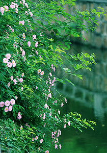 五月促销河边蔷薇背景