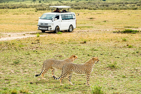 旅游租车非洲豹背景