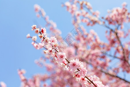 抽象梅花素材春天盛开的梅花背景