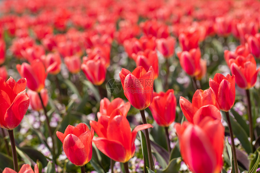 郁金香花海图片