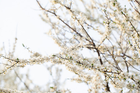 高清梨花素材春季欧洲李花盛开背景