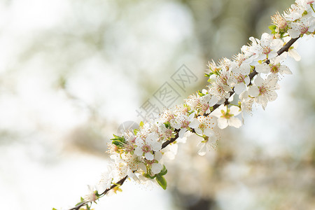 春季欧洲李花盛开背景图片