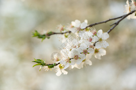 梨花ps素材春季欧洲李花盛开背景