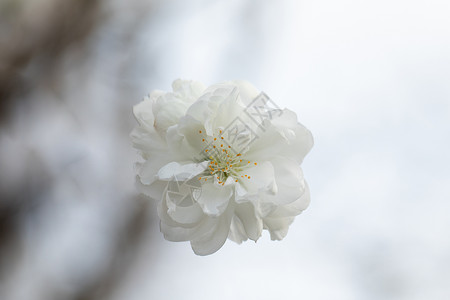 春季盛开的碧桃花背景图片