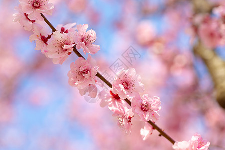 春天盛开的梅花图片