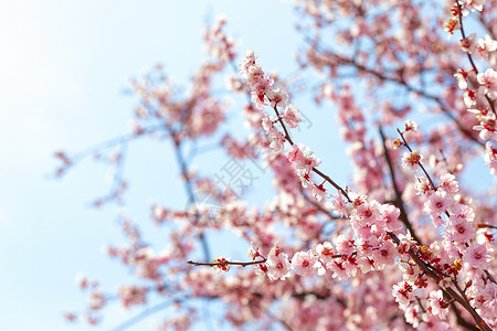 春天盛开的梅花背景图片