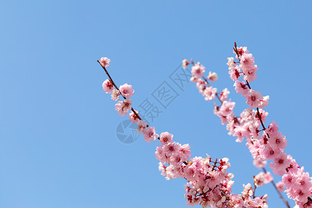 春天盛开的梅花图片