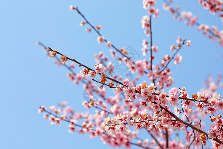 春天盛开的梅花背景图片