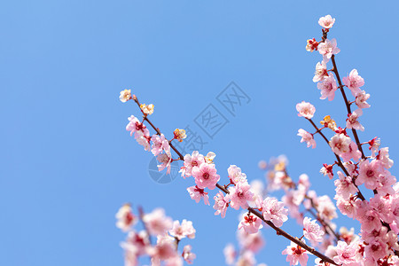 春天盛开的梅花背景图片