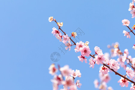 春天盛开的梅花背景图片