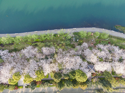 俯拍湘江边樱花图片