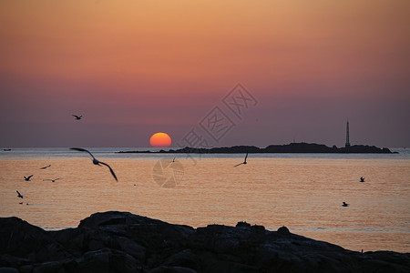 海上日出海鸥飞翔图片
