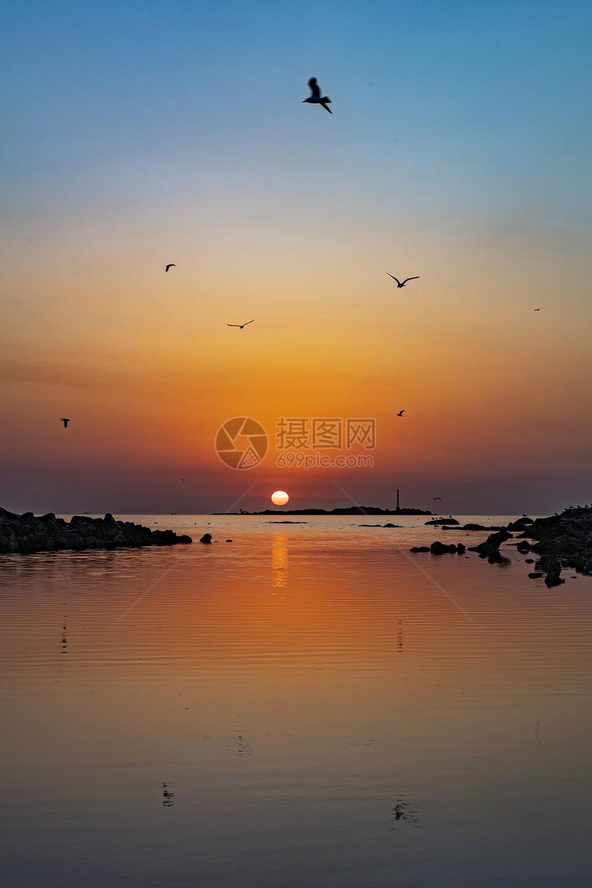 清晨海上日出时的海鸥图片