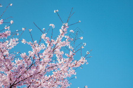 贵州平坝樱花背景
