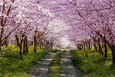 特写樱花贵州平坝万亩樱花园背景
