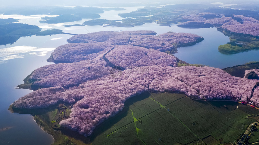 贵州平坝万亩樱花园赏樱花航拍图片