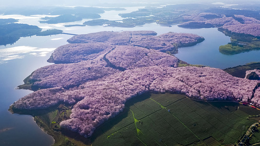 樱岛火山贵州平坝万亩樱花园赏樱花航拍背景