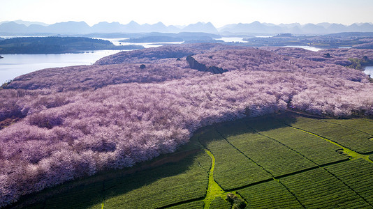 一片粉色花瓣贵州平坝万亩樱花园背景
