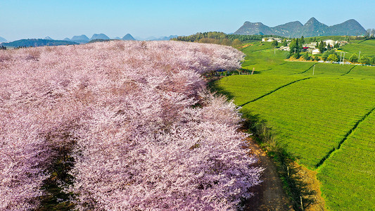 贵州粉素材贵州平坝樱花园背景