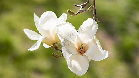 春季的花枝白玉兰背景