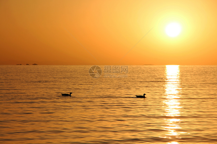 青海湖春夏季节湖边清晨日出宁静天鹅图片