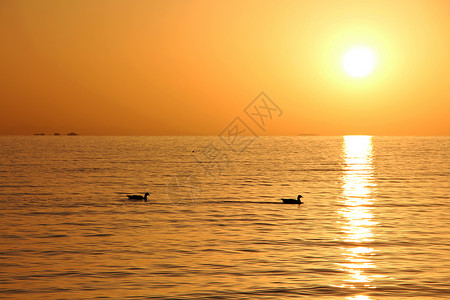 青海湖春夏季节湖边清晨日出宁静天鹅高清图片