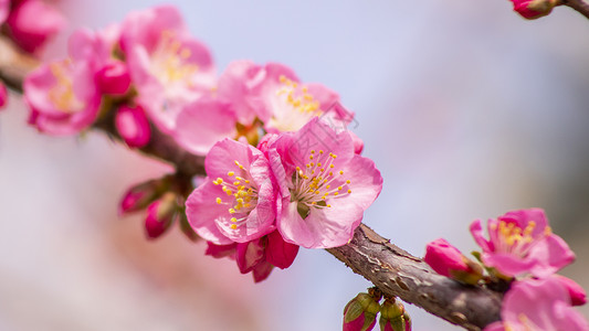 榆叶梅花蕊小桃红高清图片