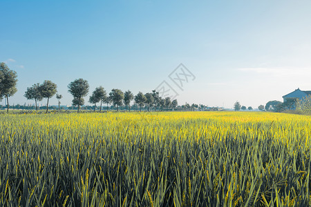 上海农村的稻田稻穗图片