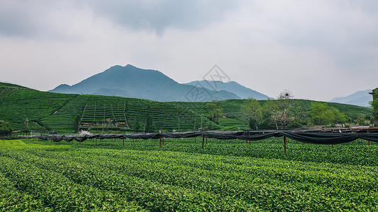 高山野茶杭州龙坞镇茶园采茶背景