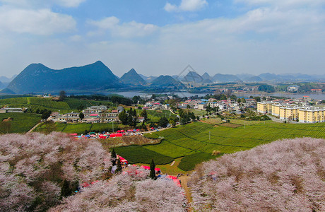 贵州平坝万亩樱花航拍图片