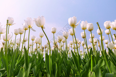 春日蓝天下盛开的郁金香高清图片