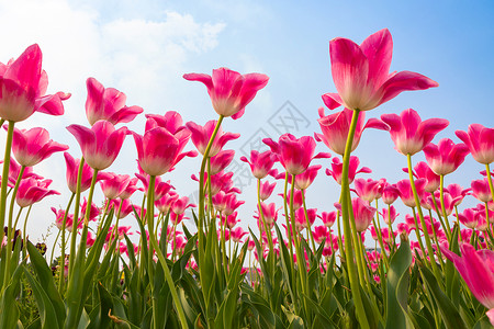 春日蓝天下盛开的郁金香高清图片