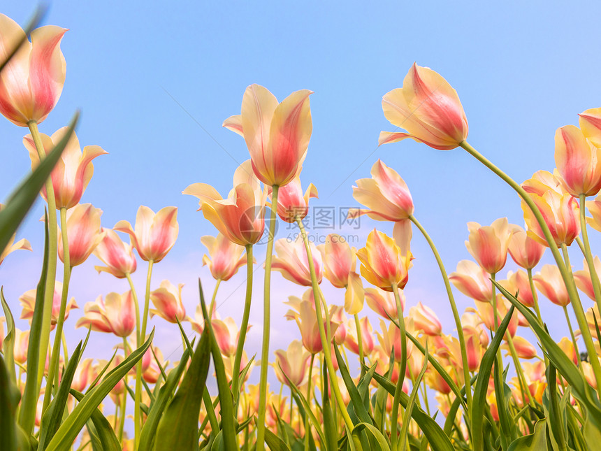 春日盛开的郁金香图片