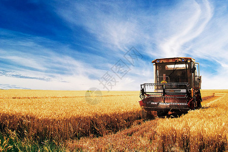麦场金色秋麦田小麦收获季节背景