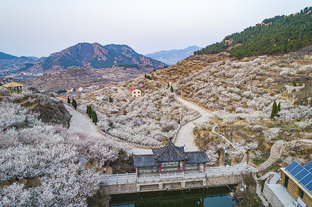 网红打卡地青岛崂山北宅街道的樱桃花海背景图片