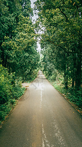 背景竖屏竖拍竖屏乡间小路绿荫长廊树林公路背景