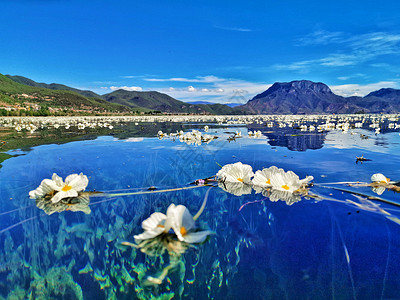 泸沽湖的水性杨花背景图片