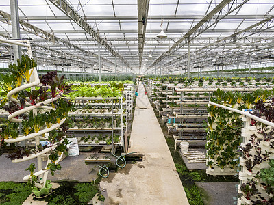 植物大棚有机蔬菜种植基地背景