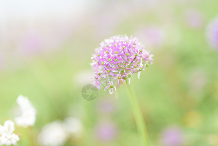 天上花海韭菜坪贵州韭菜坪韭菜花背景