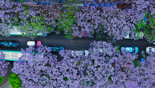 三朵紫花春天昆明校场路蓝花楹背景