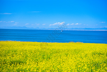 湖畔风景青海湖湖边油菜花风景背景