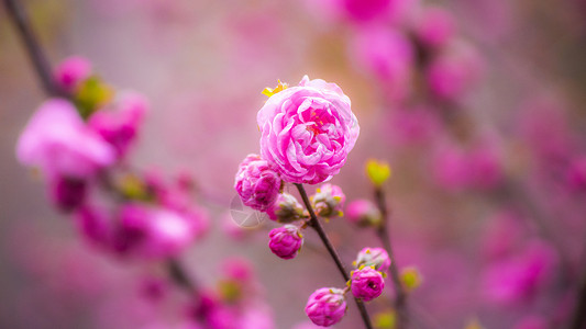 小桃红花背景图片