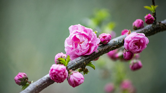 小桃红花朵榆叶鸾枝高清图片