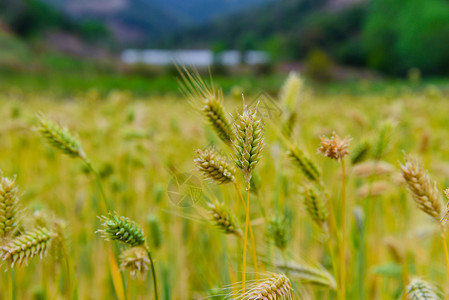 小麦小麦熟了高清图片