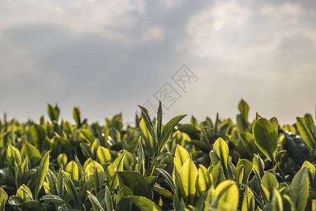 清明茶背景图片