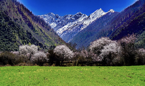 西藏江南西藏林芝波密桃花背景